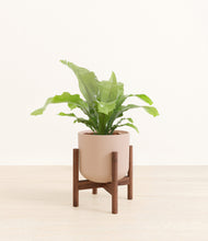 Load image into Gallery viewer, Sandy Pink stand:walnut