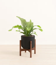 Load image into Gallery viewer, Stone Black stand:walnut