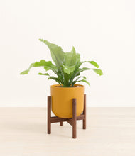 Load image into Gallery viewer, Sunset Orange stand:walnut