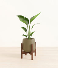 Load image into Gallery viewer, Olive stand:walnut