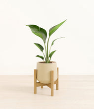 Load image into Gallery viewer, Almond Green stand:bamboo