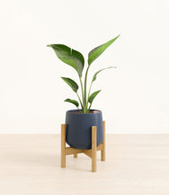 Load image into Gallery viewer, Deep Navy stand:bamboo