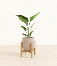 Load image into Gallery viewer, Eternal Gray stand:bamboo