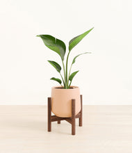 Load image into Gallery viewer, Gentle Pink stand:walnut