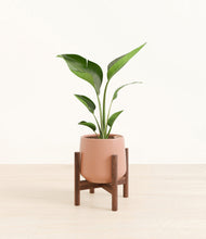 Load image into Gallery viewer, Calm Rose stand:walnut