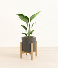 Load image into Gallery viewer, Dark Olive stand:bamboo