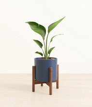 Load image into Gallery viewer, Deep Navy stand:walnut