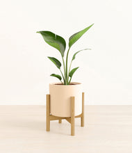 Load image into Gallery viewer, Cream stand:bamboo