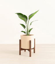 Load image into Gallery viewer, Cream stand:walnut