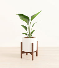 Load image into Gallery viewer, White stand:walnut