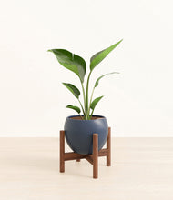 Load image into Gallery viewer, Deep Navy stand:walnut