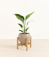 Load image into Gallery viewer, Desert Brown stand:bamboo
