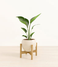 Load image into Gallery viewer, Shiny EggWhite stand:bamboo