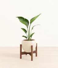 Load image into Gallery viewer, Shiny EggWhite stand:walnut