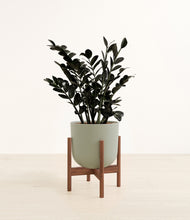 Load image into Gallery viewer, Sage Green stand:walnut