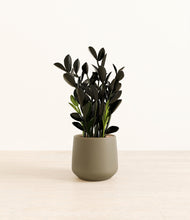 Load image into Gallery viewer, Olive*****Profile