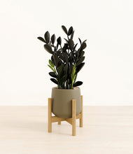 Load image into Gallery viewer, Olive stand:bamboo