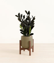 Load image into Gallery viewer, Olive stand:walnut