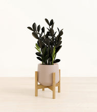 Load image into Gallery viewer, Eternal Gray stand:bamboo