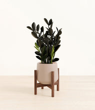 Load image into Gallery viewer, Eternal Gray stand:walnut