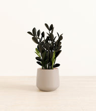 Load image into Gallery viewer, Eternal Gray*****Profile