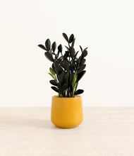 Load image into Gallery viewer, Mustard*****Profile