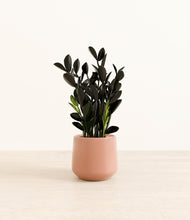 Load image into Gallery viewer, Calm Rose*****Profile