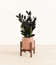 Load image into Gallery viewer, Calm Rose stand:walnut