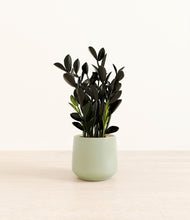 Load image into Gallery viewer, Turquoise*****Profile