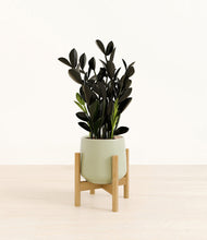 Load image into Gallery viewer, Turquoise stand:bamboo