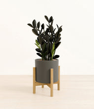 Load image into Gallery viewer, Dark Olive stand:bamboo