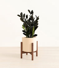 Load image into Gallery viewer, Cream stand:walnut