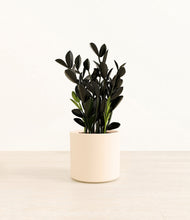 Load image into Gallery viewer, Cream*****Profile