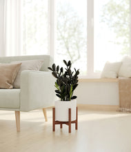 Load image into Gallery viewer, White stand:walnut