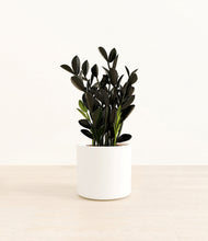 Load image into Gallery viewer, White*****Profile