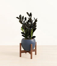 Load image into Gallery viewer, Deep Navy stand:walnut