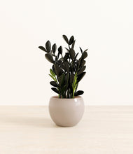 Load image into Gallery viewer, Desert Brown*****Profile