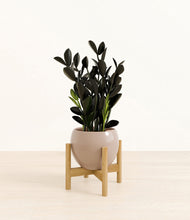 Load image into Gallery viewer, Desert Brown stand:bamboo