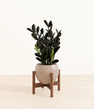 Load image into Gallery viewer, Desert Brown stand:walnut