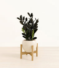 Load image into Gallery viewer, Shiny EggWhite stand:bamboo