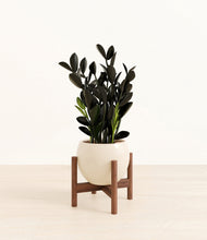 Load image into Gallery viewer, Shiny EggWhite stand:walnut