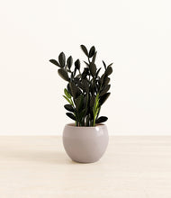 Load image into Gallery viewer, Winter Clouds*****Profile