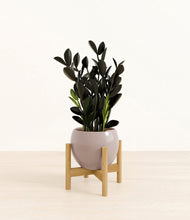 Load image into Gallery viewer, Winter Clouds stand:bamboo