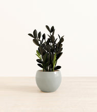 Load image into Gallery viewer, Deep Ocean*****Profile