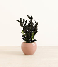 Load image into Gallery viewer, Calm Rose*****Profile