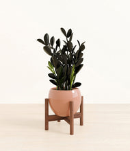 Load image into Gallery viewer, Calm Rose stand:walnut