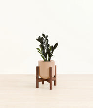 Load image into Gallery viewer, Glossy Pink stand:walnut