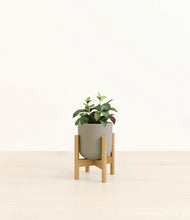 Load image into Gallery viewer, Sage Green stand:bamboo