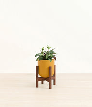 Load image into Gallery viewer, Sunset Orange stand:walnut