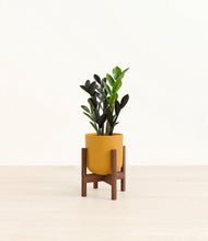 Load image into Gallery viewer, Sunset Orange stand:walnut